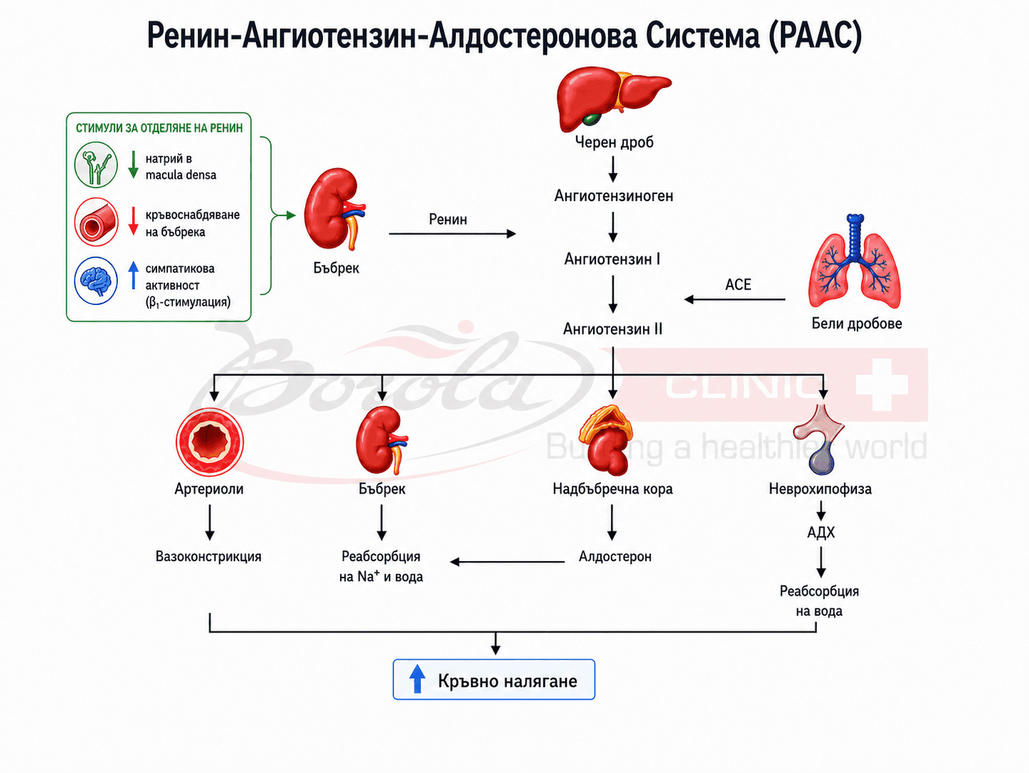 Ренин-ангиотензин-алдостеронова система (РААС): механизъм за регулация на кръвното налягане и водно-солевия баланс. Инфографика, илюстрираща ренин-ангиотензин-алдостероновата система (РААС) и ролята ѝ в регулацията на артериалното налягане чрез ренин, ангиотензин II, алдостерон и АДХ.