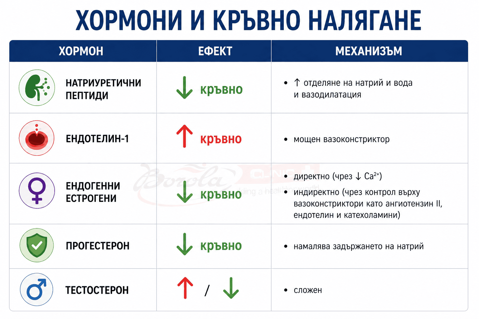 Хормони и кръвно налягане – ефекти и механизми на действие width= Инфографична таблица за хормони и кръвно налягане, представяща ефектите на натриуретични пептиди, ендотелин-1, ендогенни естрогени, прогестерон и тестостерон върху артериалното налягане и техните механизми на действие.