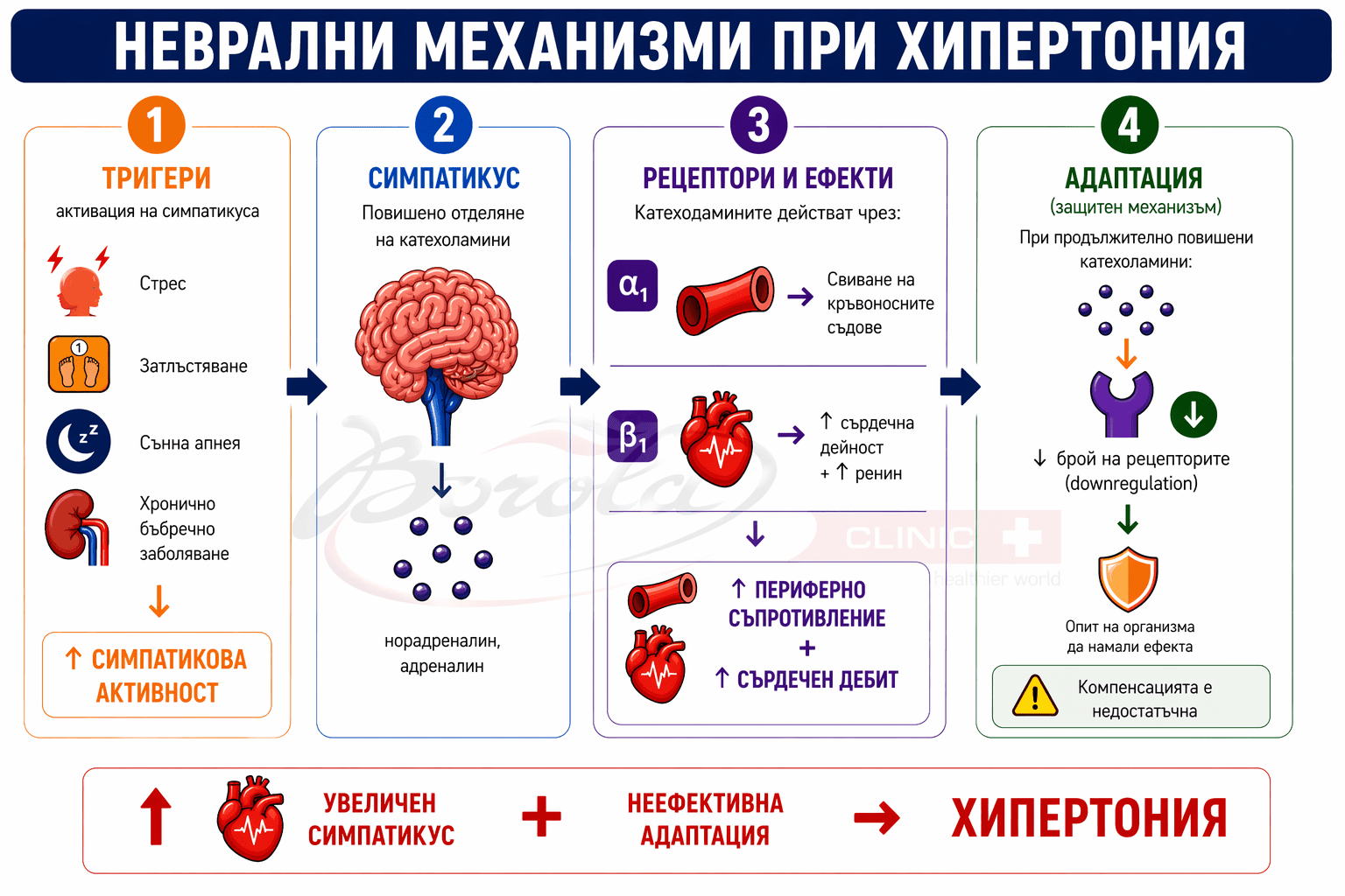 Неврални механизми при хипертония: симпатикус, катехоламини и повишено съдово съпротивление Инфографика за невралните механизми при хипертония, показваща ролята на симпатиковата нервна система, катехоламините, α₁- и β₁-рецепторите, повишеното периферно съпротивление и неефективната адаптация при развитие на високо кръвно налягане.