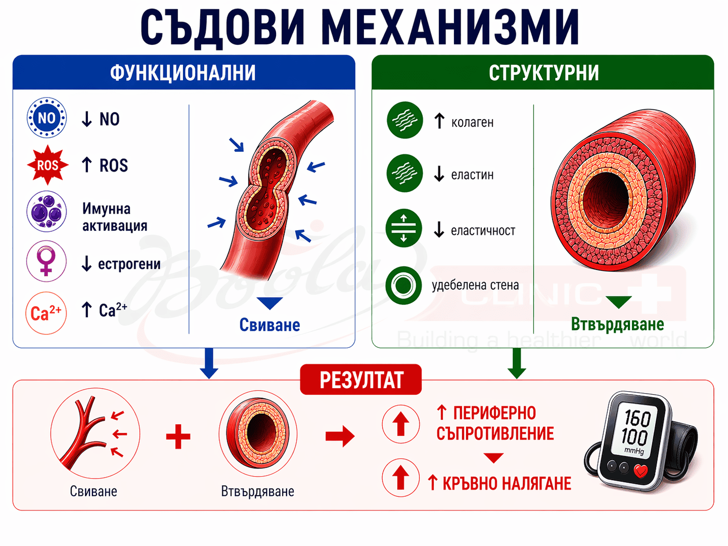 Съдови механизми при хипертония: съдово свиване, втвърдяване и повишено периферно съпротивление Инфографиката показва как функционалните и структурните съдови промени – включително намален NO, повишен оксидативен стрес, съдово свиване и втвърдяване – водят до повишено периферно съдово съпротивление и артериална хипертония.